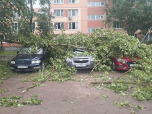 Почему деревья в Петербурге из-за порывов ветра падают, убивая людей? Биолог — о покосе газонов, уборке листьев, снеге с реактивами и засухе